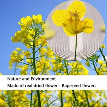 Cayway 80 PCS Natural Dried Pressed Flowers for Crafts