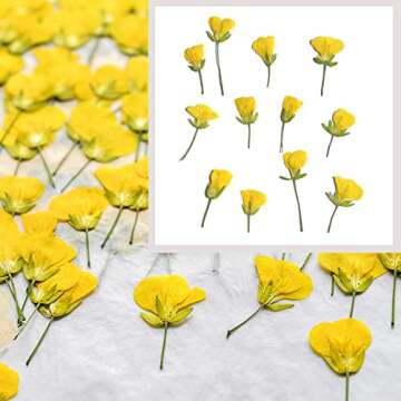 Cayway 80 PCS Natural Dried Pressed Flowers for Crafts