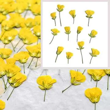 Cayway 80 PCS Natural Dried Pressed Flowers for Crafts