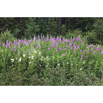 Fireweeds Herb 100g - Natural Herbal Remedy by Health Embassy