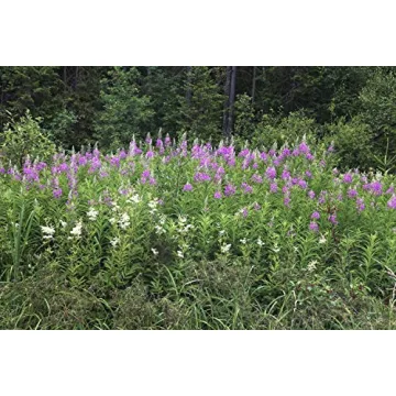 Fireweeds Herb 100g - Natural Herbal Remedy by Health Embassy