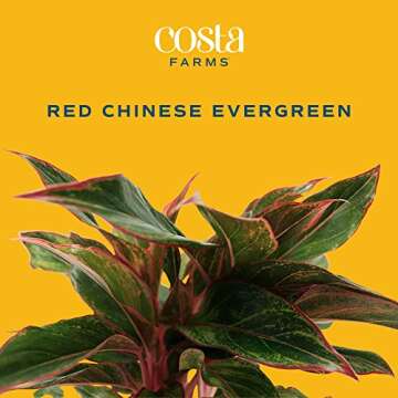Costa Farms Chinese Evergreen, Live Indoor Plant, Potted Houseplant in Gift Wrap Planter, New House ...