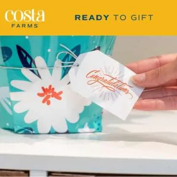 Costa Farms Chinese Evergreen, Live Indoor Plant, Potted Houseplant in Gift Wrap Planter, New House Gift, Birthday, Room Décor, Home or Office Decor, 14-Inches Tall