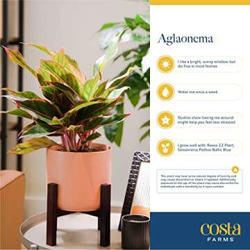 Costa Farms Chinese Evergreen, Live Indoor Plant, Potted Houseplant in Gift Wrap Planter, New House Gift, Birthday, Room Décor, Home or Office Decor, 14-Inches Tall