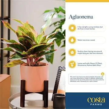 Costa Farms Chinese Evergreen, Live Indoor Plant, Potted Houseplant in Gift Wrap Planter, New House Gift, Birthday, Room Décor, Home or Office Decor, 14-Inches Tall