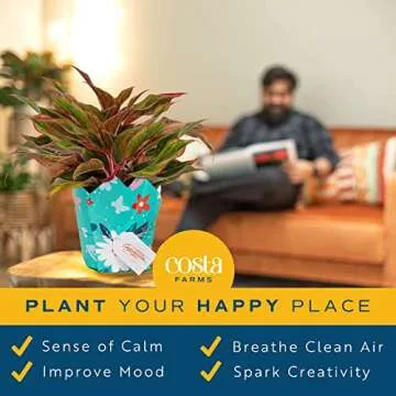 Costa Farms Chinese Evergreen, Live Indoor Plant, Potted Houseplant in Gift Wrap Planter, New House Gift, Birthday, Room Décor, Home or Office Decor, 14-Inches Tall