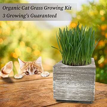 Cali Kiwi Organic Cat Grass Kit - Indoor Grass for Cats with Cat Toy - Natural Hairball Cat Grass Planter Remedy for Healthier, Feline Companion - Single Planter & Great Value (Sea Foam)