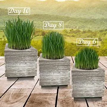 Cali Kiwi Organic Cat Grass Kit - Indoor Grass for Cats with Cat Toy - Natural Hairball Cat Grass Planter Remedy for Healthier, Feline Companion - Single Planter & Great Value (Sea Foam)