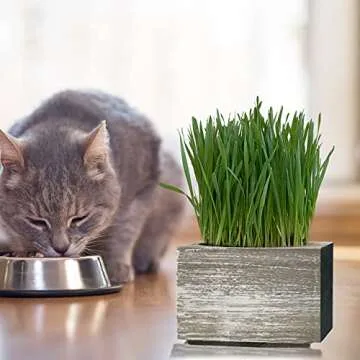 Cali Kiwi Organic Cat Grass Kit - Indoor Grass for Cats with Cat Toy - Natural Hairball Cat Grass Planter Remedy for Healthier, Feline Companion - Single Planter & Great Value (Sea Foam)