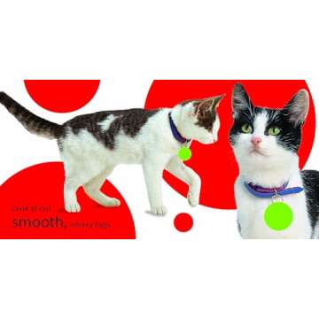 Touch and Feel: Kitten