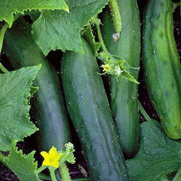 Seeds Of Change Organic Cucumber Seeds for Home Gardening