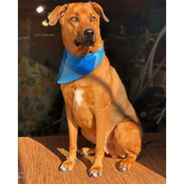 Warren London Pawdicure Dog Nail Polish Pens | Made in USA | Quick Dry, Low Odor, Non-Toxic Dog Accessories | Dries in Under 1 Minute | 13 Colors | Individual Pens (Variety)