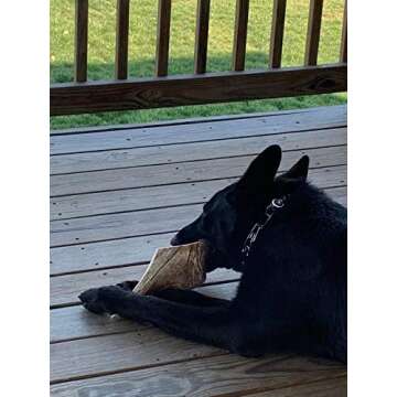 Premium Moose Antler Chew for Large Dogs