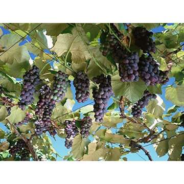Mrs. Munson Wine Grape Vine - Perfect for Your Garden!