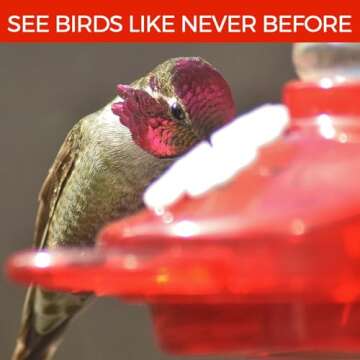 Large Leak Proof Window Hummingbird Feeders for Outdoors Hanging - Wasp and Bee Proof - Window Hummingbird Feeder for Outdoor - Hummingbird Feeder Window Mount