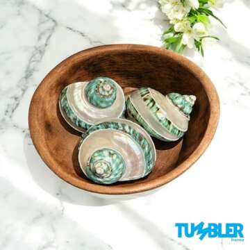 Tumbler Home Large Turbo Shell - Unique 3" Seashell for Decor and Crafts