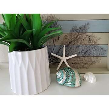 Tumbler Home Large Turbo Shell for Crafting and Decor