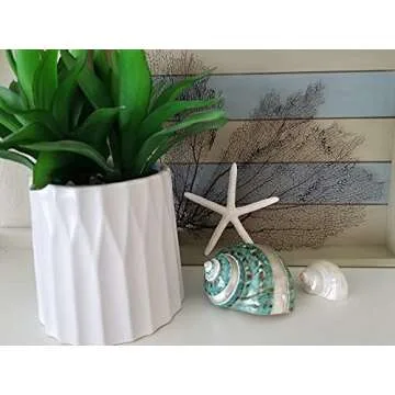 Tumbler Home Large Turbo Shell for Crafting and Decor