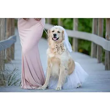 Unique style paws Silk Champagne Color Dog Collar Adjustable Durable Dog Collar with Bow Wedding Bow tie Dog Collar for Medium Dogs