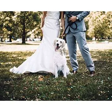 Unique style paws Silk Champagne Color Dog Collar Adjustable Durable Dog Collar with Bow Wedding Bow tie Dog Collar for Medium Dogs