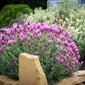 Lavandula Anuk French Lavender - Bee Friendly Plant for Gardens