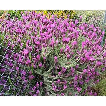Lavandula Anuk French Lavender - Bee Friendly Plant for Gardens