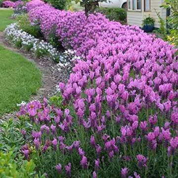 Lavandula Anuk French Lavender - Bee Friendly Plant for Gardens