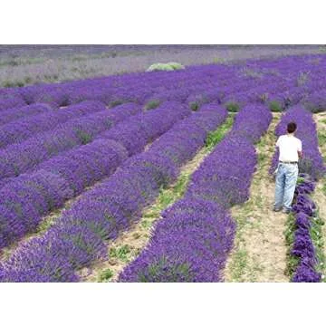 Lavandula Anuk French Lavender - Bee Friendly Plant for Gardens