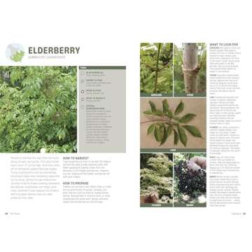 Foraging: Explore Nature's Bounty and Turn Your Foraged Finds Into Flavorful Feasts (Outdoor Adventure Guide)