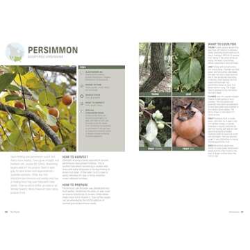 Foraging: Explore Nature's Bounty and Turn Your Foraged Finds Into Flavorful Feasts (Outdoor Adventure Guide)