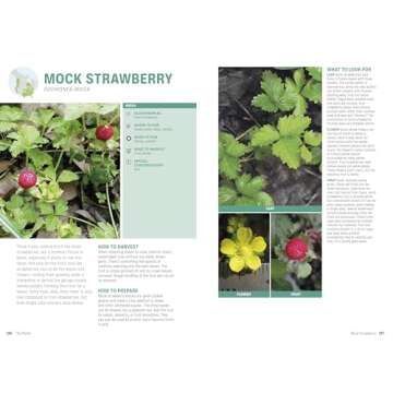 Foraging: Explore Nature's Bounty and Turn Your Foraged Finds Into Flavorful Feasts (Outdoor Adventure Guide)