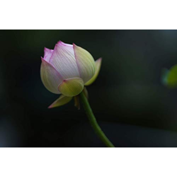 Sigma 85mm F1.4 DG DN Lens for Sony E - High Optical Quality