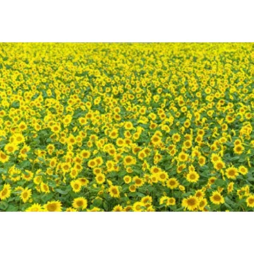 Sigma 85mm F1.4 DG DN Lens for Sony E - High Optical Quality