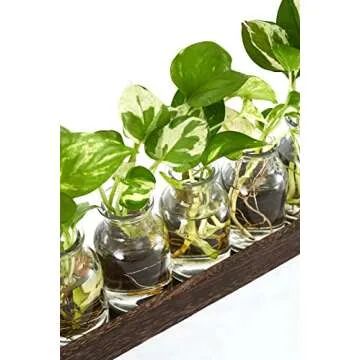 Dahey Plant Propagation Stations with Wooden Box