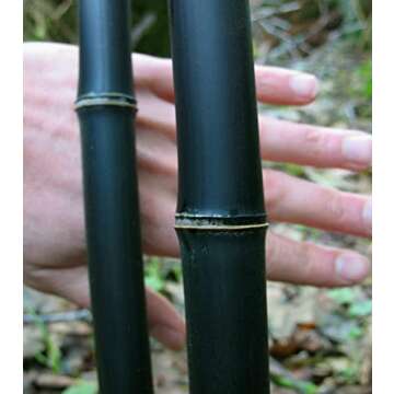 100+ Bamboo Seeds for Planting | Exotic and Fast Growing | Landscaping, Privacy, Indoor or Outdoor (...