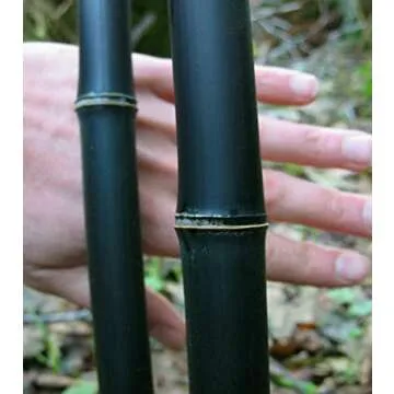 100+ Bamboo Seeds for Planting | Exotic and Fast Growing | Landscaping, Privacy, Indoor or Outdoor (...