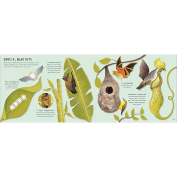 The Bat Book Inspires Young Readers About Nature