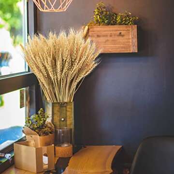 Phliofd 17.7 inches Dried Wheat Stalks, 100 Stems Natural Wheat for Events