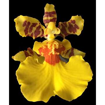 Dancing Lady Orchid - floriferous, Easy to Grow, Will Make Tall Flower Spike (NOT in-Bud/Bloom When ...