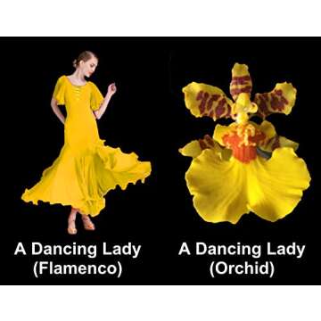 Dancing Lady Orchid - floriferous, Easy to Grow, Will Make Tall Flower Spike (NOT in-Bud/Bloom When Shipped)