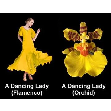 Dancing Lady Orchid - floriferous, Easy to Grow, Will Make Tall Flower Spike (NOT in-Bud/Bloom When Shipped)