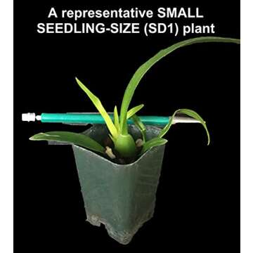 Dancing Lady Orchid - floriferous, Easy to Grow, Will Make Tall Flower Spike (NOT in-Bud/Bloom When Shipped)