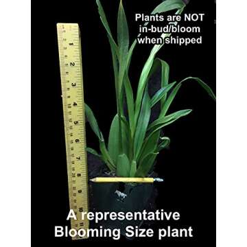 Dancing Lady Orchid - floriferous, Easy to Grow, Will Make Tall Flower Spike (NOT in-Bud/Bloom When Shipped)