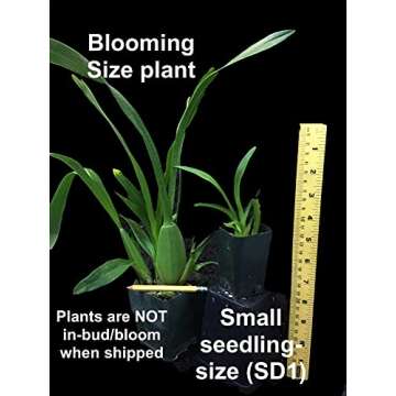 Dancing Lady Orchid - floriferous, Easy to Grow, Will Make Tall Flower Spike (NOT in-Bud/Bloom When Shipped)