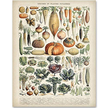 Antique Heirloom Legumes and Root Crops Vegetables 11x14 Unframed Print – Vintage Botanical and Fo...