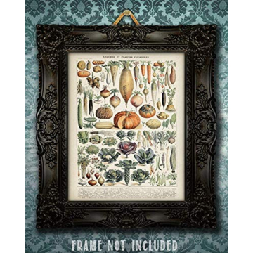 Vintage Botanical Antique Heirloom Vegetables Print 11x14
