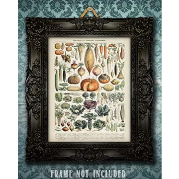 Vintage Botanical Antique Heirloom Vegetables Print 11x14