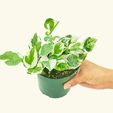 Rooted Pothos Pearls and Jade, Epipremnum Aureum, Live, Live Indoor, Home Decor, Easy to Grow, Easy ...