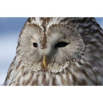 Canon EOS R7 RF-S18-150mm F3.5-6.3 IS STM Lens Kit, Mirrorless Vlogging Camera, 32.5 MP Image Quality, 4K 60p Video, DIGIC X Image Processor, Dual Pixel CMOS AF, Subject Detection, Content Creators