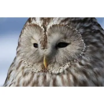 Canon EOS R7 Mirrorless Vlogging Camera with RF-S Lens